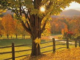 Tie a Yellow Ribbon Round The Ole Oak Tree